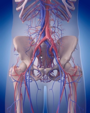 Aorta Anatomie